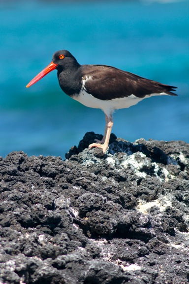 galapagos oystercatcher GALAPAGOS ISLANDS DAY 2  Photo Gallery